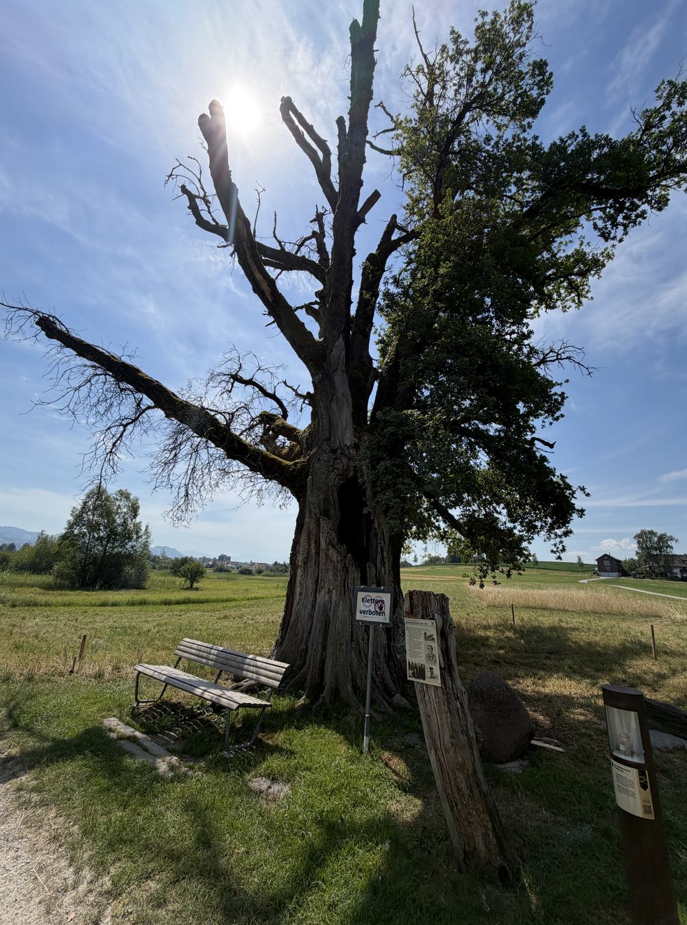 Messikommer-Eiche im Robenhauser Riet
