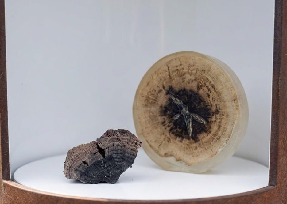 Dunkles, zerfasertes Holzstück und eine konservierte Holzscheibe mit Jahrringen
